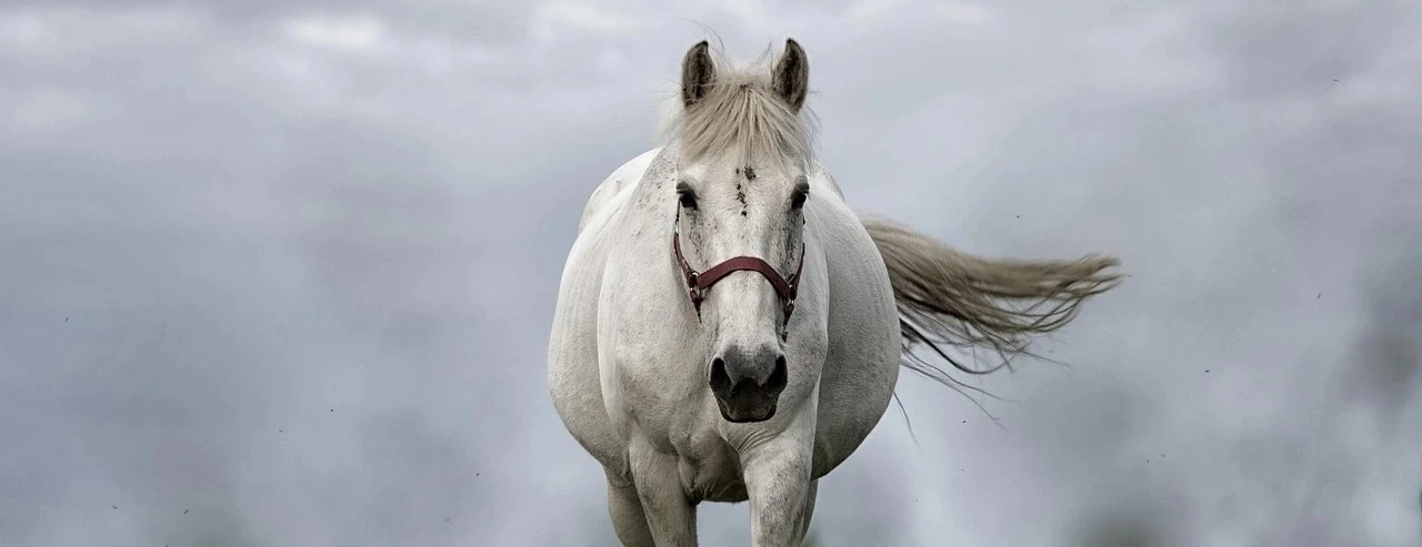 ObjectifGalop