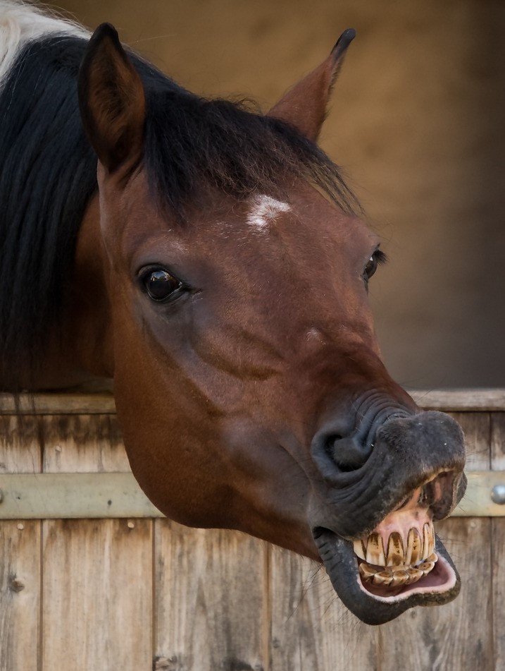Paramètres vitaux du cheval - Couleur des muqueuses